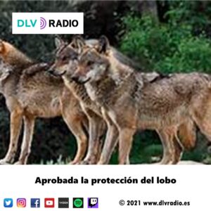 Aprobada la protección del lobo
