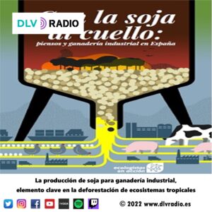 Soybean production for industrial livestock