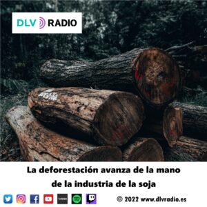 La deforestación avanza de la mano de la industria de la soja