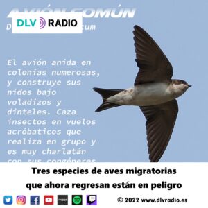 Tres especies de aves migratorias que ahora regresan están en peligro