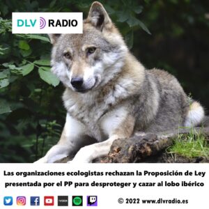Las organizaciones ecologistas rechazan la Proposición de Ley presentada por el PP para desproteger y cazar al lobo ibérico