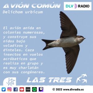 La campaña Las Tres Mosquiteras celebró el Día Mundial del Vencejo
