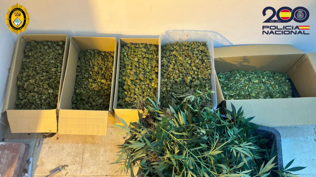 Borrador automático