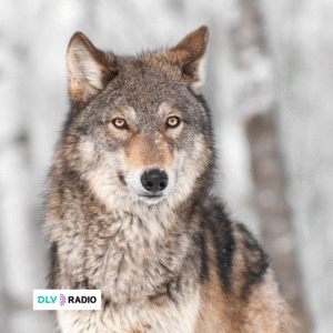 Ecologistas en Acción plantea a la Audiencia Nacional una cuestión de inconstitucionalidad contra la Ley 1/2025