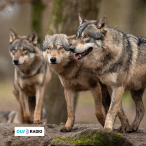 La sociedad civil se moviliza en Madrid en defensa del lobo vivo y protegido