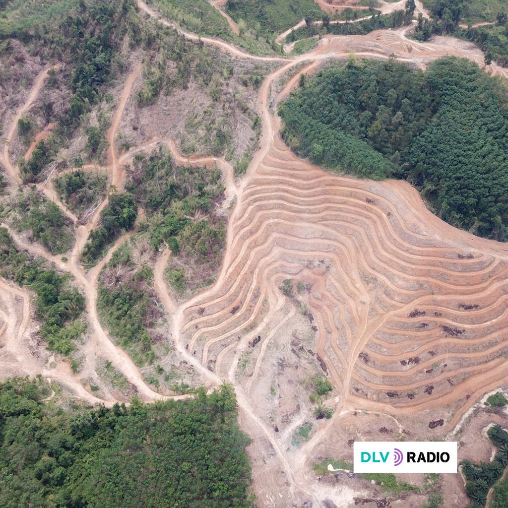 La UE no debería traicionar sus propios compromisos contra la deforestación