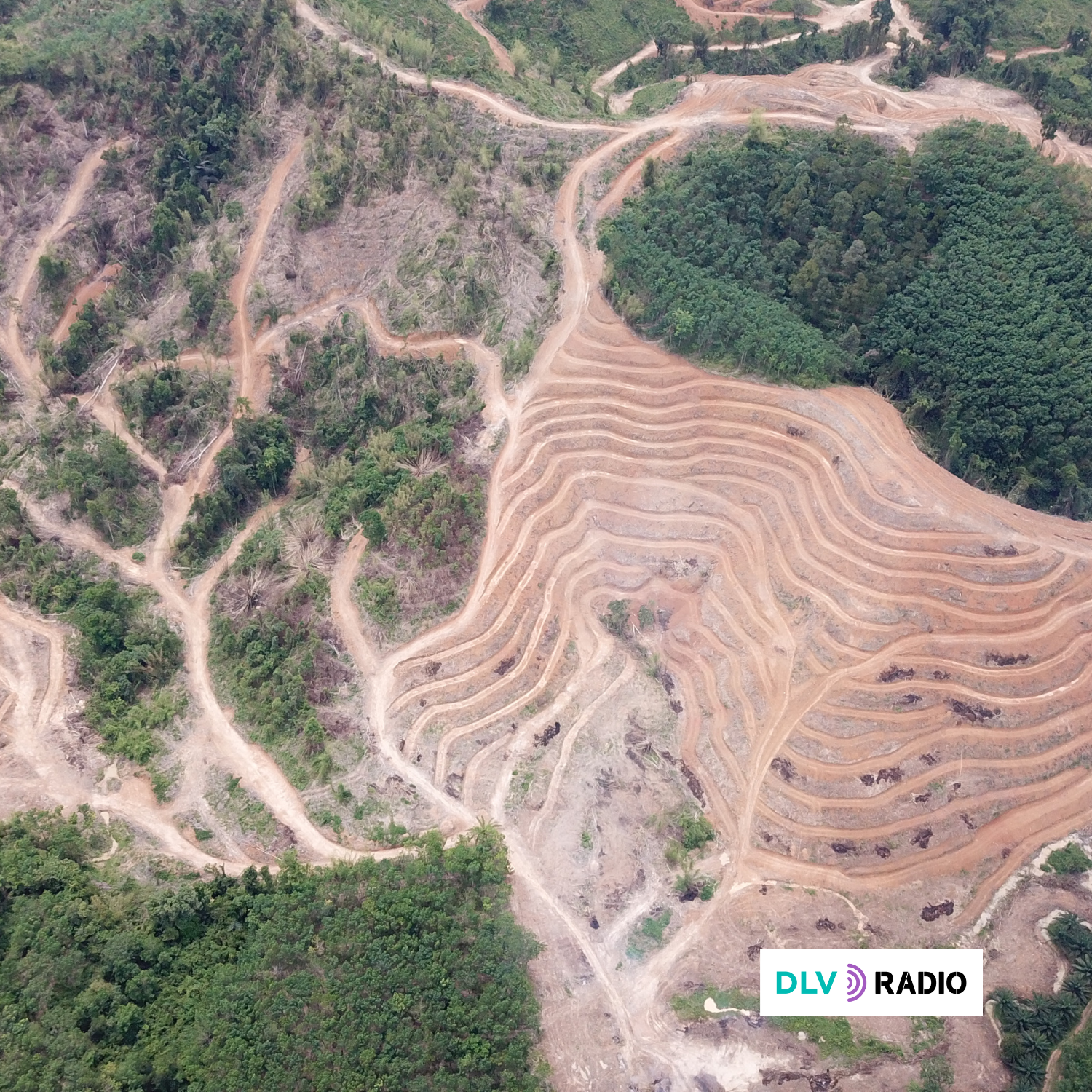 La UE no debería traicionar sus propios compromisos contra la deforestación