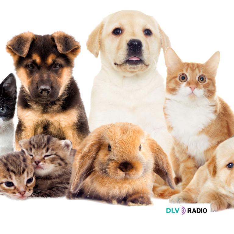 Ecologistas en Acción celebra el avance hacia un Listado Positivo que limitará la tenencia de animales silvestres en los hogares