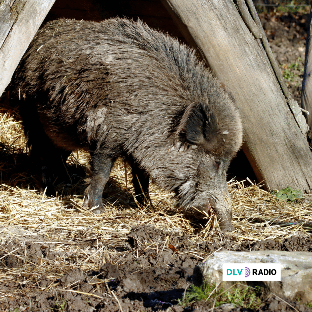 La peste porcina cuestiona el modelo de ganadería industrial y de gestión del medio natural