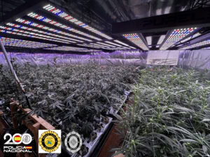 La Policía Nacional en colaboración con Policía municipal de Vallirana y Cervelló desmantelan una vivienda dedicada al cultivo “indoor” de marihuana