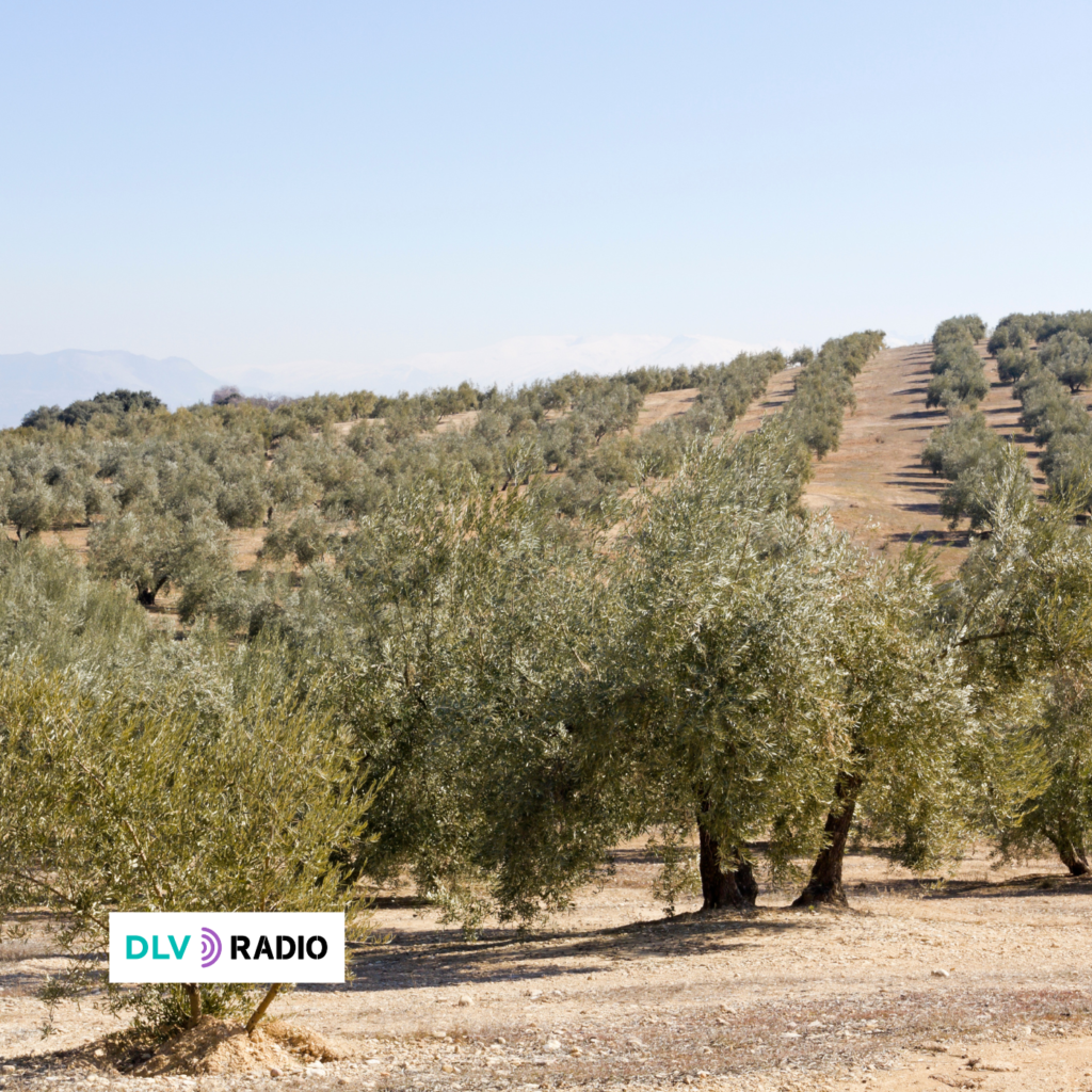 Plantación de olivos en los centros educativos para conmemorar el Día Escolar de la No Violencia y la Paz