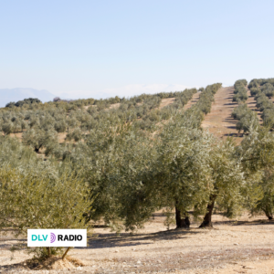 Plantación de olivos en los centros educativos para conmemorar el Día Escolar de la No Violencia y la Paz