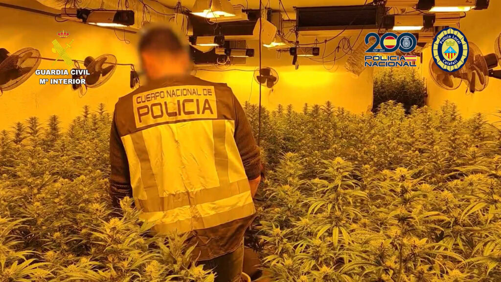 Desmantelada una plantación de marihuana en la Sierra de la Safor y en la provincia de Tarragona y detenidos sus responsables