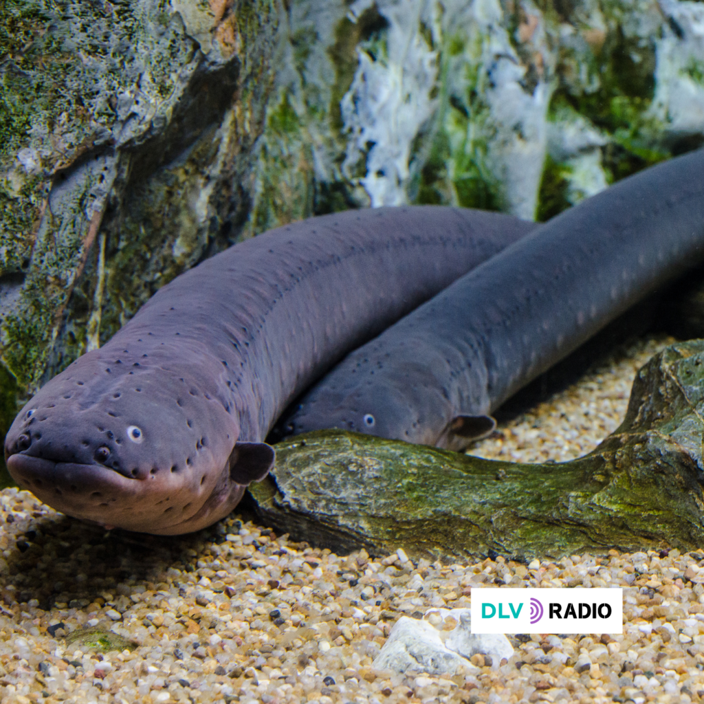 Ecologistas en Acción apoya la inclusión en el LESRPE de la anguila para así asegurar su protección