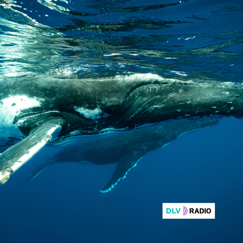 40 años después, las ballenas siguen amenazadas