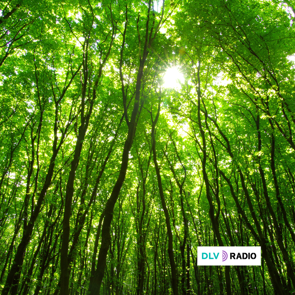 Día Internacional de los Bosques