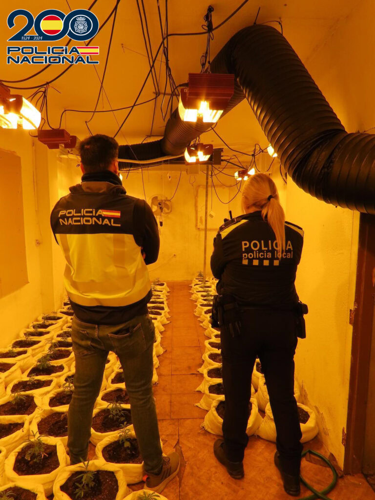 La Policía Nacional y Policía Local de Gelida desmantelan una vivienda dedicada al cultivo “indoor” de marihuana