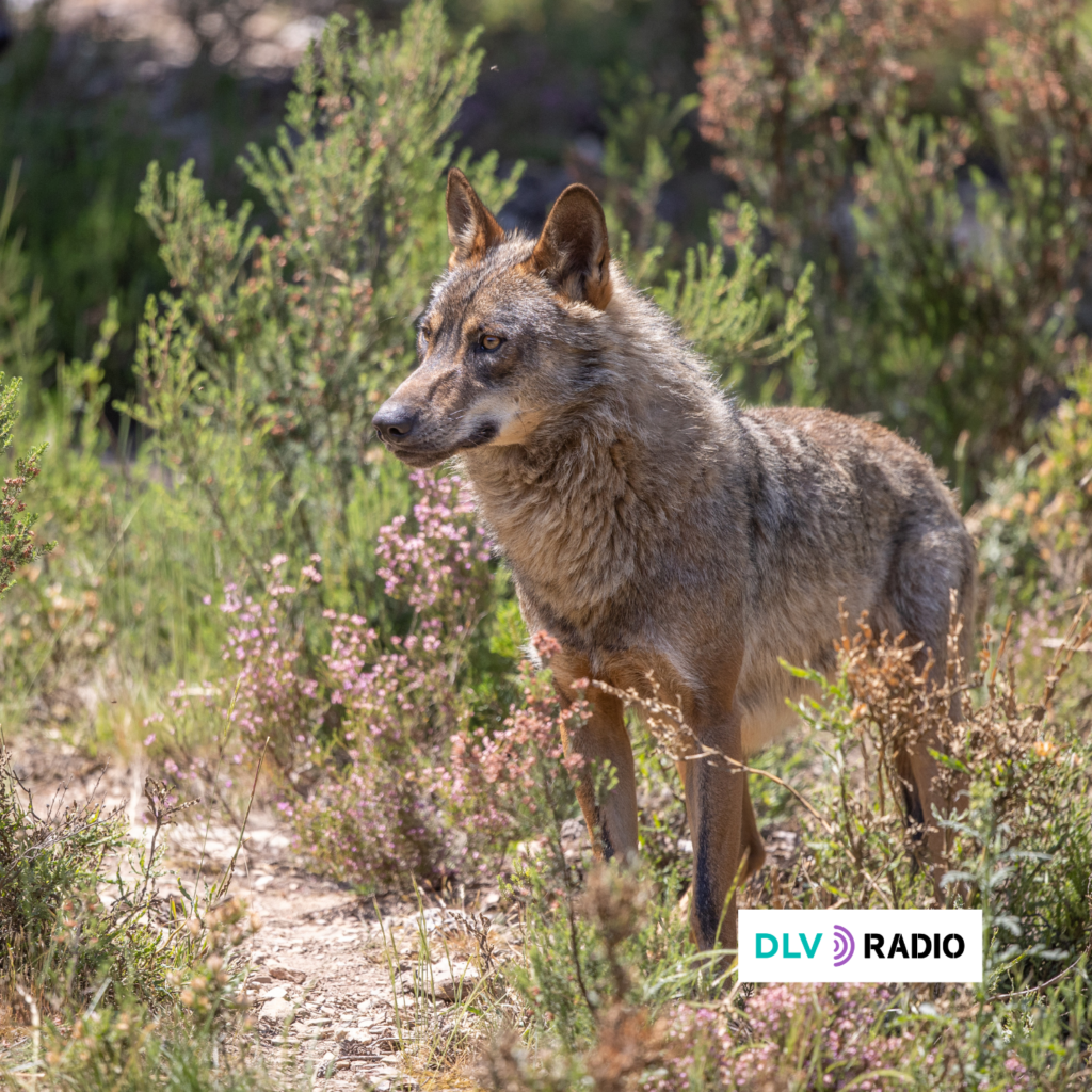 Ecologistas en Acción alerta de “manipulación política” en la evaluación del estado del lobo ibérico