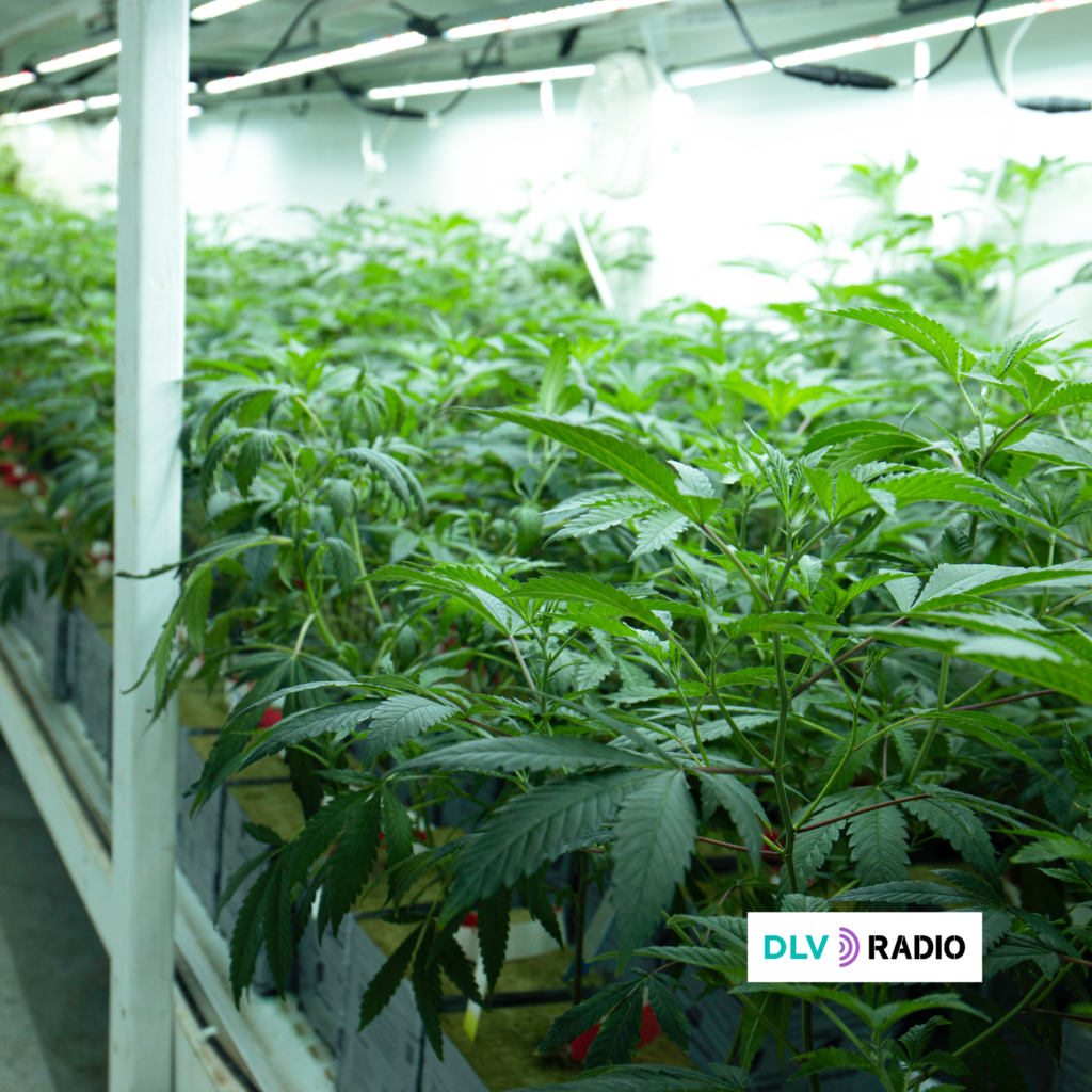 La Policía Nacional ha incautado más de 600 plantas de cannabis en una plantación indoor en Tortosa