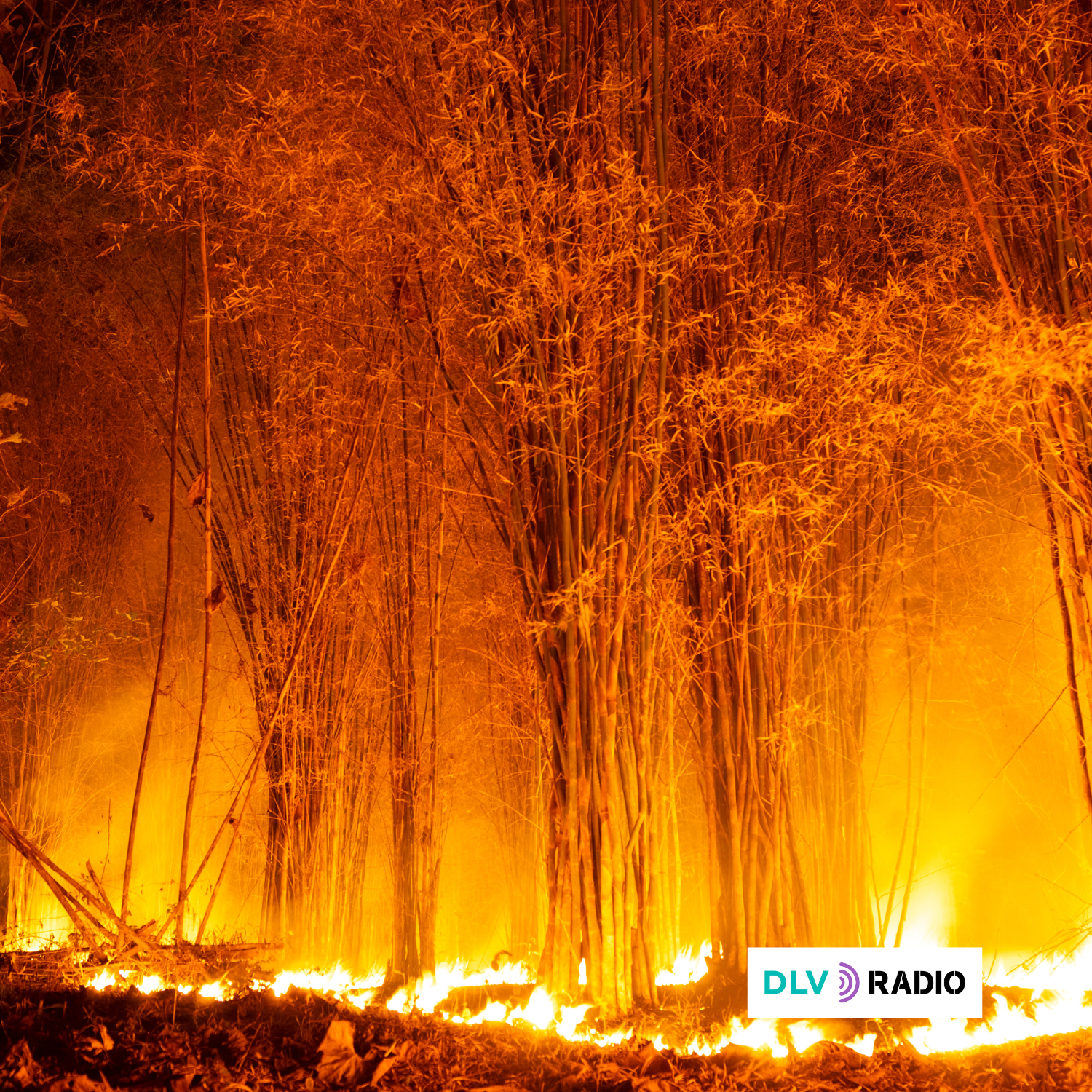 Solidaridad, rigor y ciencia ante el drama de los incendios