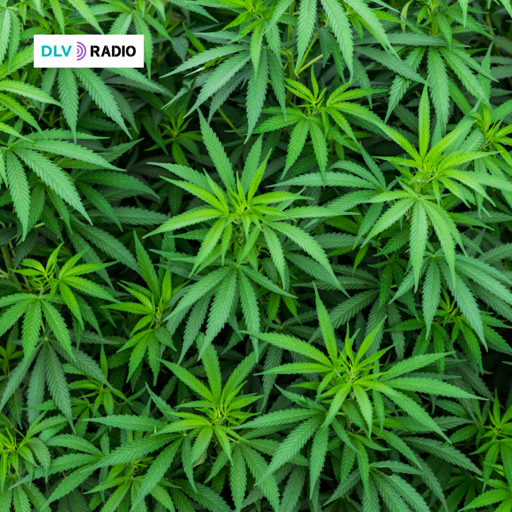 Desarticulada una plantación tipo “indoor” de marihuana en una masía en el municipio de Sant Llorenç de Hortons