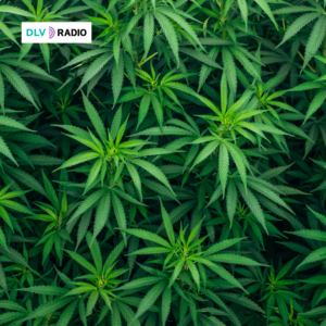 La Policía Nacional interviene 500 kilos de marihuana en el interior de una nave industrial